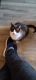 Siamese Cats for sale in Farmington Hills, MI, USA. price: NA