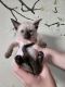 Siamese Cats for sale in Manhattan, New York, NY, USA. price: $1,000