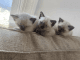 Siamese Cats for sale in Cranston, RI, USA. price: $1,100