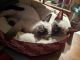 Siamese Cats for sale in Fort Wayne, IN, USA. price: NA