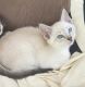 Siamese Cats for sale in Inverness, FL, USA. price: $295