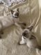 Siamese Cats for sale in 354 Randall Rd, Ridge, NY 11961, USA. price: $700