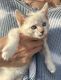 Siamese Cats for sale in Modesto, CA, USA. price: $100