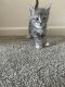 Siamese Cats for sale in 5842 Royal Vista Way, Reno, NV 89523, USA. price: $50