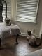 Siamese Cats for sale in Clarksville, TN, USA. price: $800