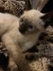 Siamese Cats for sale in Stillwater, OK, USA. price: $650