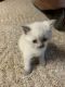 Siamese Cats for sale in Anderson, IN, USA. price: NA