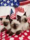 Siamese Cats for sale in Lynchburg, VA, USA. price: NA