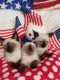 Siamese Cats for sale in Lynchburg, VA, USA. price: NA