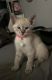 Siamese Cats for sale in Canton, OH, USA. price: $600