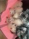 Siamese Cats for sale in Oswego, NY, USA. price: NA