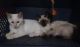 Siamese Cats for sale in West Plains, MO 65775, USA. price: $300