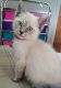 Siamese Cats for sale in Canton, OH, USA. price: $400