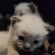 Siamese Cats for sale in Brandon, MS, USA. price: $300