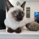 Siamese Cats for sale in New York, NY, USA. price: $700