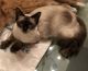 Siamese Cats for sale in Apopka, FL, USA. price: NA