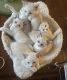 Siamese Cats for sale in Oswego, NY, USA. price: NA
