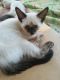 Siamese Cats for sale in Indianapolis, IN, USA. price: $30,000