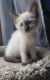 Siamese Cats for sale in Harlem, GA 30814, USA. price: $500