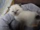 Siamese Cats for sale in Honey Brook, PA 19344, USA. price: $600