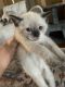Siamese Cats for sale in Norfolk, VA, USA. price: $1,500