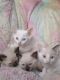 Siamese Cats for sale in Hamlin, NY, USA. price: $500