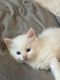 Siamese Cats for sale in Chicago, IL, USA. price: $500