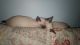 Siamese Cats for sale in Wooster, OH 44691, USA. price: $500