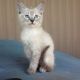 Siamese Cats for sale in Humboldt, AZ 86329, USA. price: $100