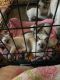 Siamese Cats for sale in Berks County, PA, USA. price: $550