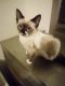 Siamese Cats for sale in Williamston, SC, USA. price: $200