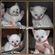 Siamese Cats for sale in Southern California, CA, USA. price: $400