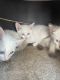 Siamese Cats for sale in San Antonio, TX, USA. price: $22,500