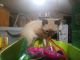 Siamese Cats for sale in Colorado Springs, CO, USA. price: $250