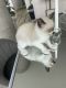 Siamese Cats for sale in San Diego, CA, USA. price: $350