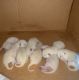 Siamese Cats for sale in Bellefonte, PA 16823, USA. price: $600