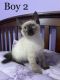 Siamese Cats for sale in Southeast Portland, Portland, OR, USA. price: $345