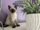 Siamese Cats for sale in Suffield, CT, USA. price: $800