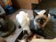 Siamese Cats for sale in Ohio Pike, Amelia, OH, USA. price: $250