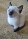 Siamese Cats for sale in Nampa, ID, USA. price: $35,000