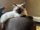 Siamese Cats for sale in Lancaster, TX 75146, USA. price: $600