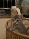 Siamese Cats for sale in Westfield, MA 01085, USA. price: $100