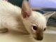 Siamese Cats for sale in Elmira, NY 14904, USA. price: $1,500