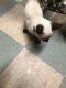 Siamese Cats for sale in Chattanooga, TN, USA. price: $500