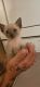 Siamese Cats for sale in West Lafayette, OH 43845, USA. price: $300