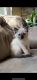 Siamese Cats for sale in Camdenton, MO 65020, USA. price: $35,000