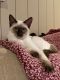 Siamese Cats for sale in Danbury, NH, USA. price: $650
