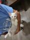 Siamese Cats for sale in Harrisburg, PA, USA. price: $300