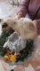 Siamese Cats for sale in El Paso, TX, USA. price: $300