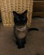 Siamese Cats for sale in Kingston, TN 37763, USA. price: $200